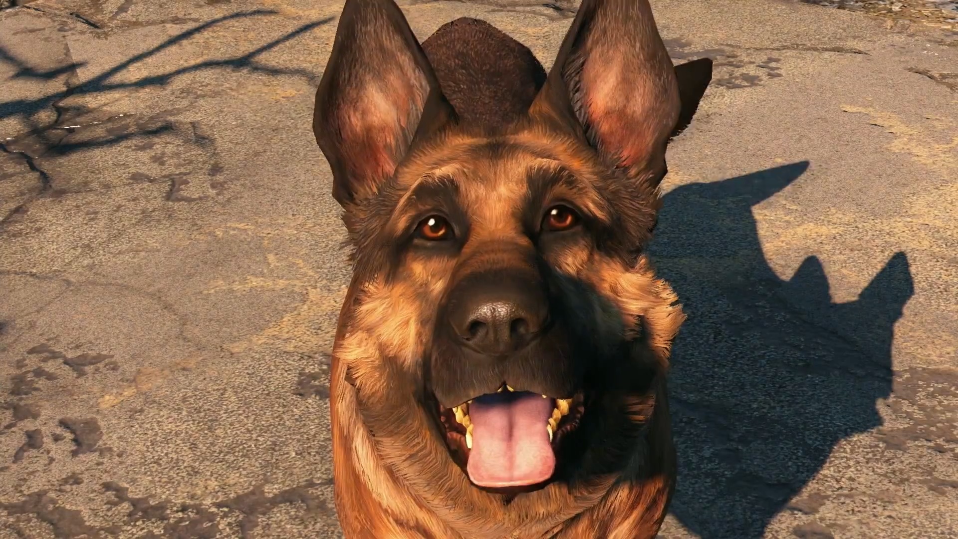 Dogmeat being a good boy