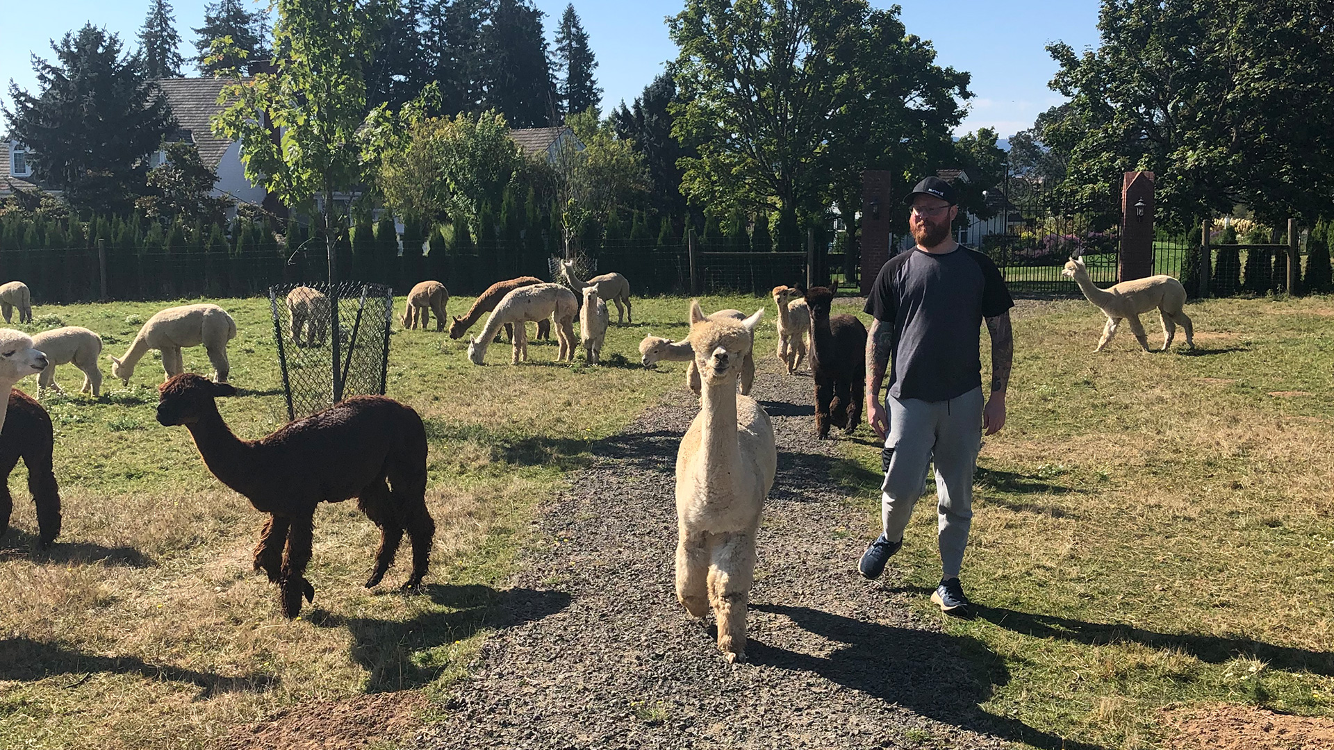 Jordan at an alpaca farm