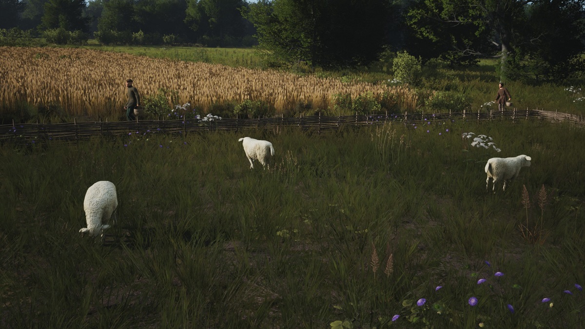 Manor Lords Sheep Grazing on a pasture.