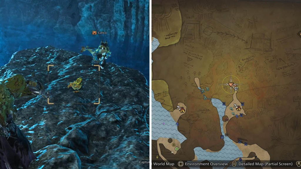 The area where we found a Curioshell Crab, 